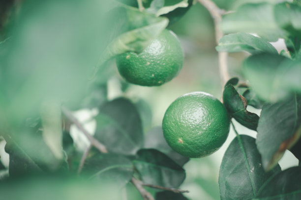 新鲜的绿色柠檬酸橙在家里的有机花园的树上图片下载