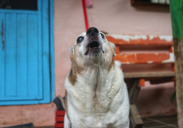 高级狗在房子前蓝色的门图片下载