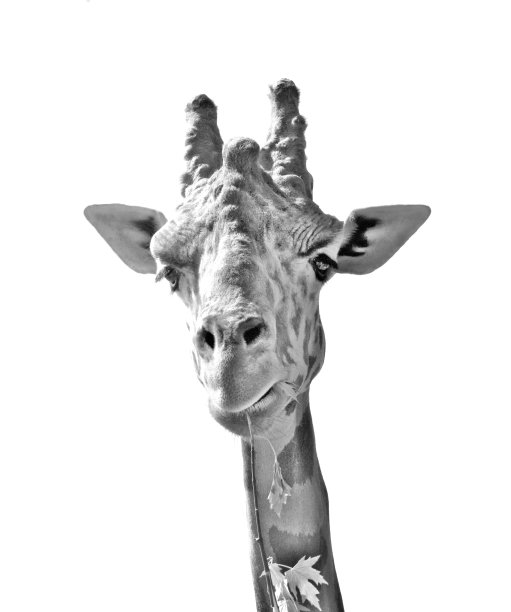 黑白长颈鹿画像图片下载