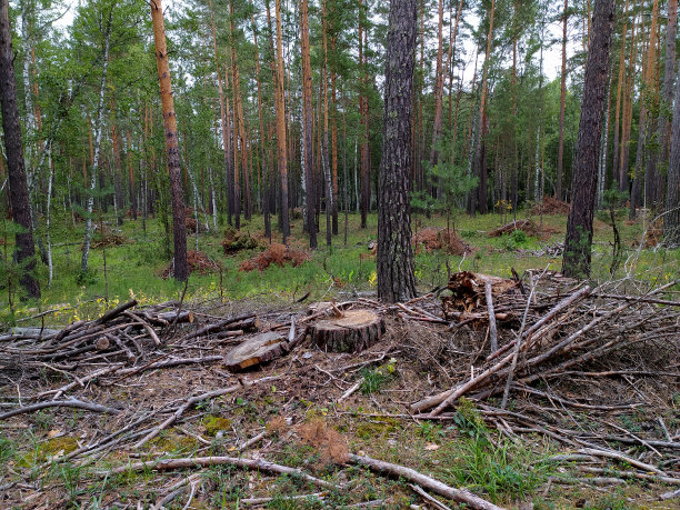 在西伯利亚的夏天，一根砍下来的树桩和一堆松树林里的树枝。俄罗斯。Pesopoval。森林砍伐。木材收获。手机照片。图片下载