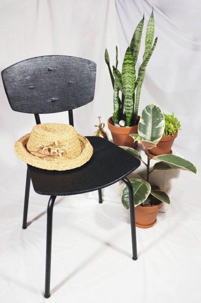 室内植物在白色织物背景与复制空间为您的文本。在黑色的椅子和草帽旁边的棕色陶罐里的虎尾兰，无花果树图片下载