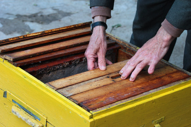 老养蜂人正在检查蜂巢图片下载