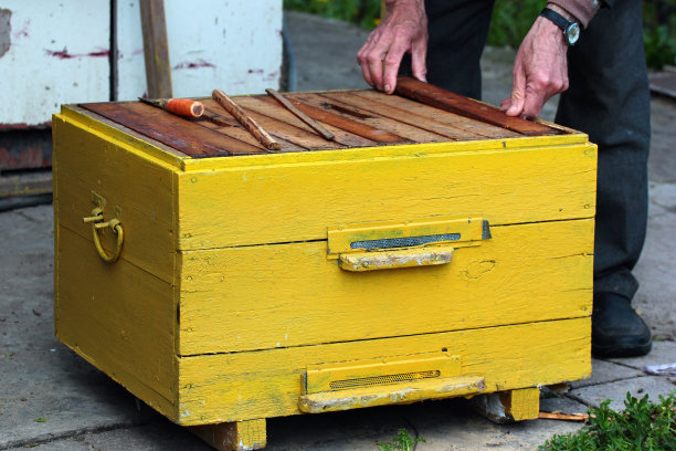 老养蜂人正在检查蜂巢图片下载