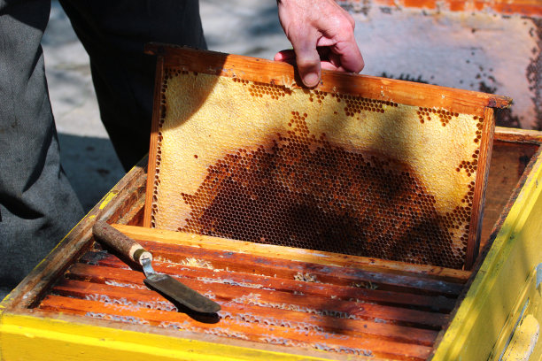 老养蜂人正在检查蜂巢图片下载