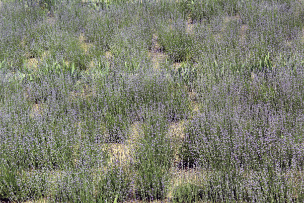 全薰衣草田间开花图片下载