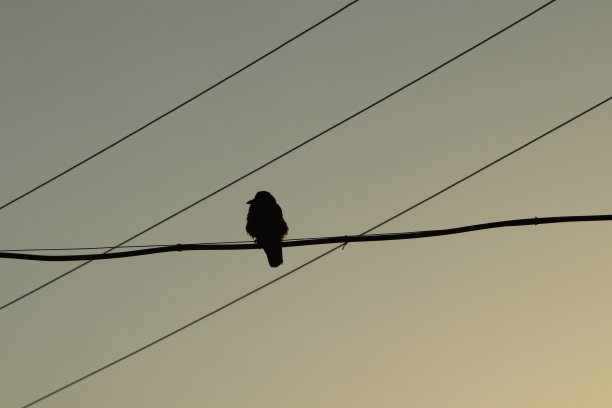 早晨的太阳剪影图片上的鸟在电力电缆图片下载
