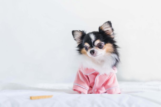 可爱的黑色吉娃娃小狗穿着粉红色的衬衫坐在房间的白色床上，看着旁边的甜点拷贝空间，柔软和选择性的焦点图片下载