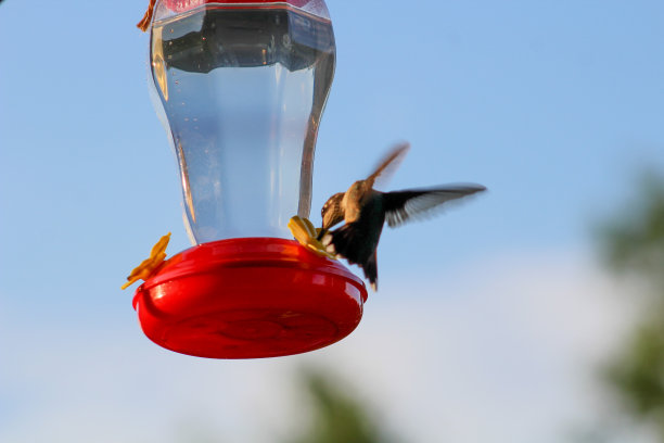 蜂鸟正在吮吸喂食器图片下载
