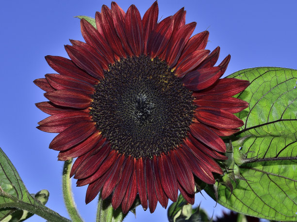 向日葵红磨坊图片下载