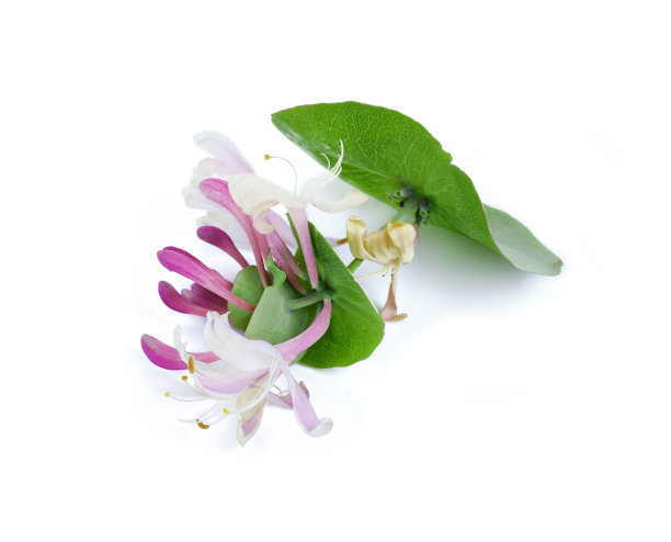 渗透金吸盘（洛尼切拉辣椒）图片下载