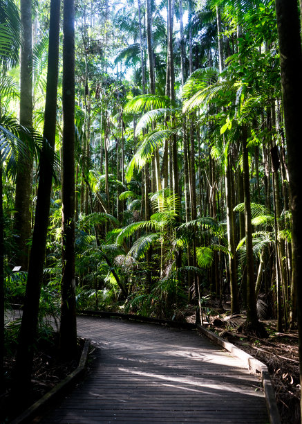 穿过热带棕榈树林的木板路的照片图片下载