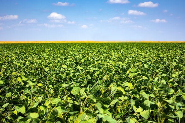 田野里年轻的大豆的绿叶和豆子图片下载