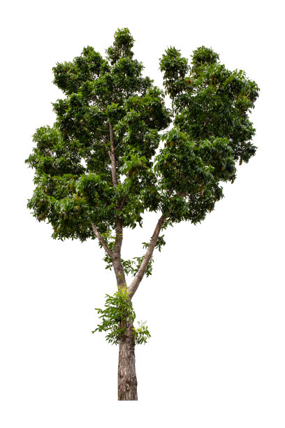 白色背景上孤立的大绿树。图片下载