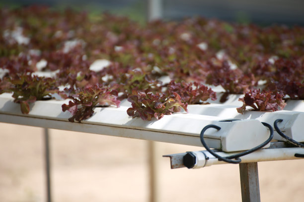 蔬菜农业的概念图片下载