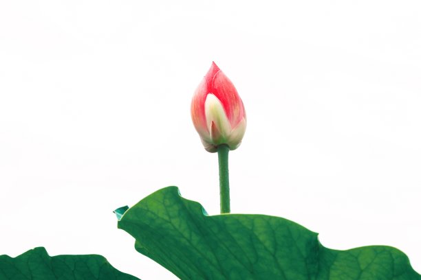 荷花在池塘里绽放的美丽照片图片下载