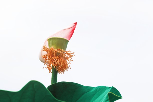 荷花在池塘里绽放的美丽照片图片下载