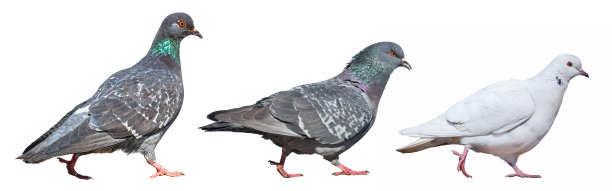白底上三只行走的鸽子图片下载