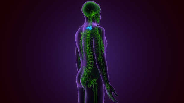 三维插图人体脊髓的骨骼身体部分图片下载