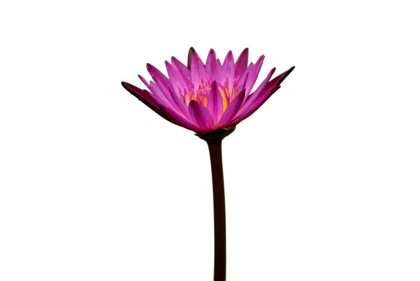 白色背景上的紫色莲花图片下载