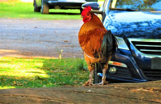 农场公鸡或Rooster。图片下载