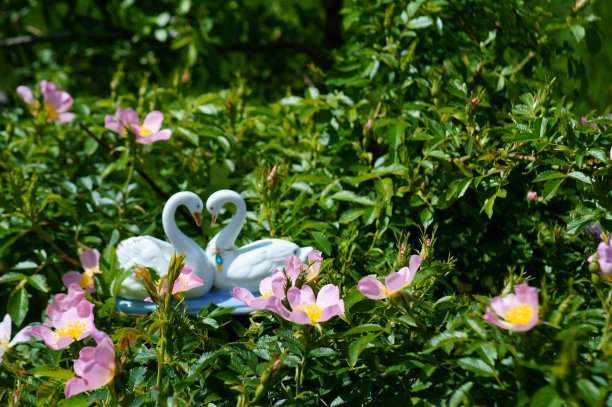 一对在野花中作纪念的天鹅。图片下载