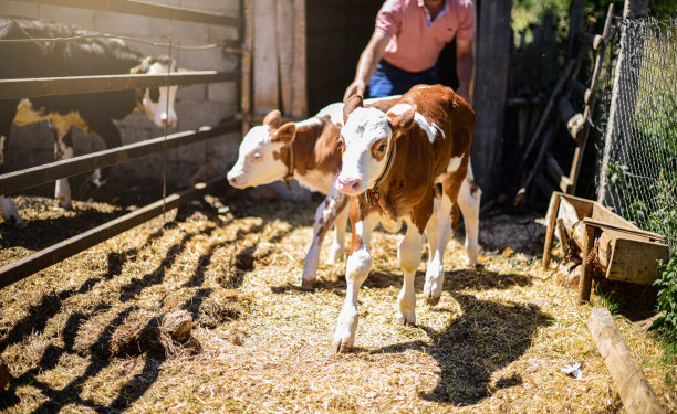 小牛在动物农场吃食物的特写。肉类产业的概念。图片下载
