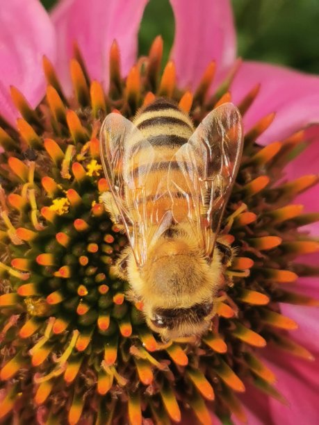 蜜蜂在花朵上图片下载