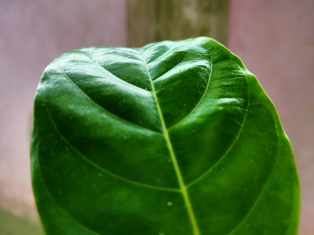 芒果树叶子表面的光泽。图片下载