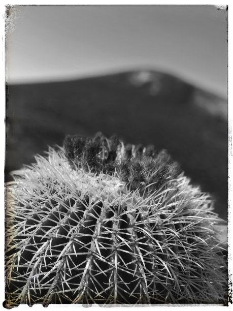 仙人掌图片下载