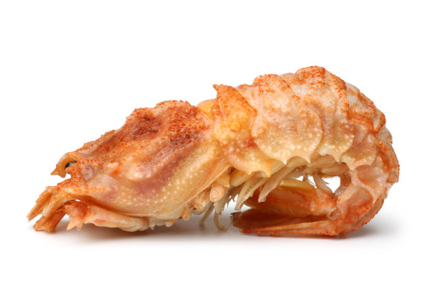 刺虾熊图片下载