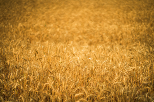 金色的麦田背景。图片下载