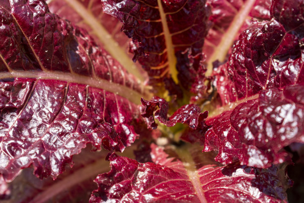 夏日花园中的红叶生菜图片下载