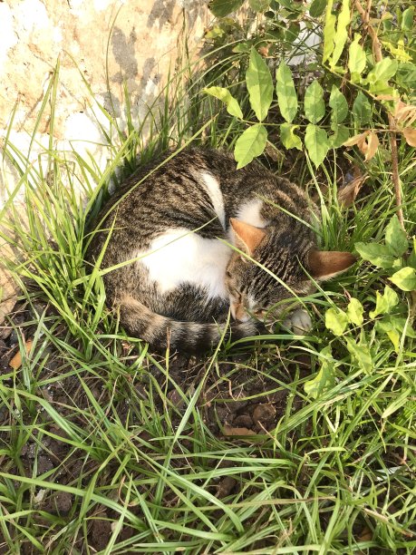 可爱的猫图片下载