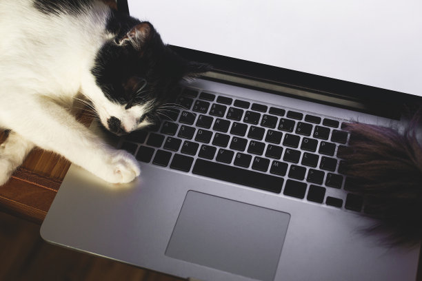 可爱的小猫睡在笔记本电脑键盘上。家庭办公概念，与您的宠物远程工作。自由模型图片下载