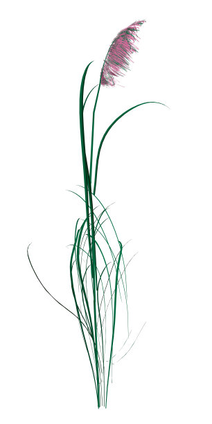 详细的丁香花孤立在白色的背景。3 d。矢量图图片下载