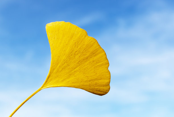 黄色的银杏秋叶孤立在蓝天背景上。五彩缤纷，赏心悦目的秋天背景。秋天的问候的概念。关闭了。为文本或设计复制空间图片下载