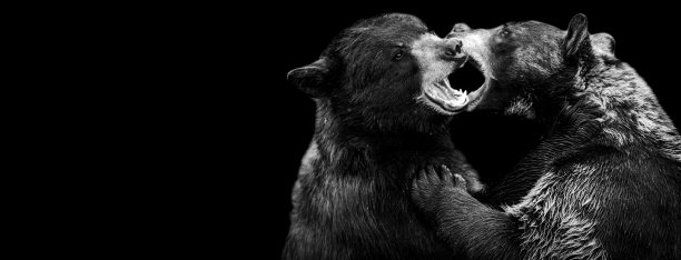 一个黑色背景的黑熊模板图片下载