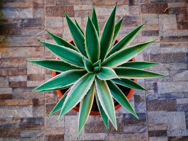 龙舌兰植物图片下载