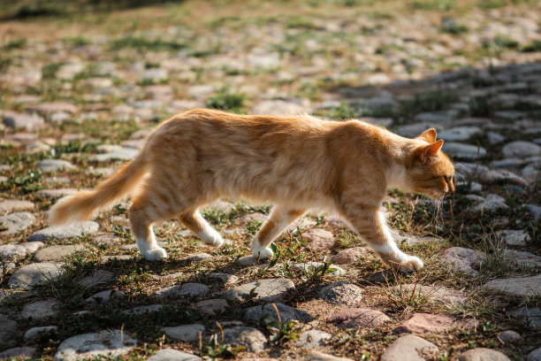 一只红色的猫正走在旧城的鹅卵石上。图片下载