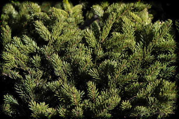 有黑色背景的深色常青树图片下载