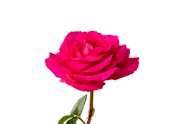 孤立在白色背景上的粉红色玫瑰图片下载