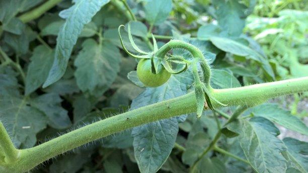 未成熟的西红柿图片下载