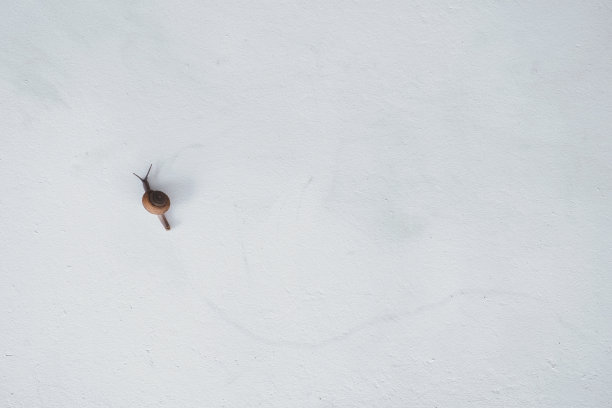一只孤独的蜗牛在白色的水泥墙上慢慢地走着图片下载