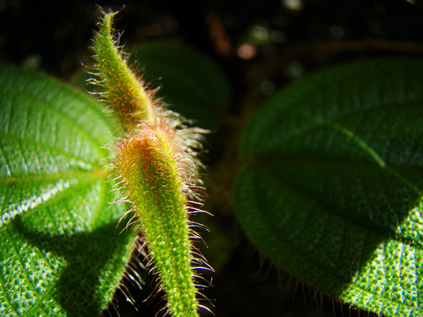 叶子特写图片下载