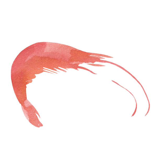 在白色背景上孤立的虾的水彩画。海鲜，食物，海洋，菜单，餐厅，配料。图片下载