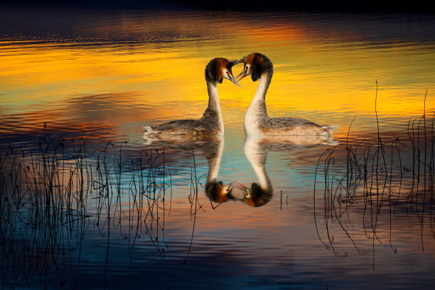 一些鸟类。色彩斑斓的自然背景。鸟:大冠毛鸊鷉。Podiceps cristatus。图片下载