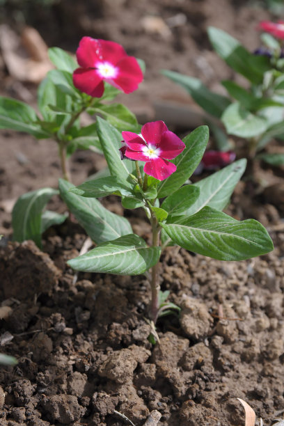 生长在花园床上的Catharanthus花。图片下载