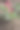 生长在花园床上的Catharanthus花。图片下载
