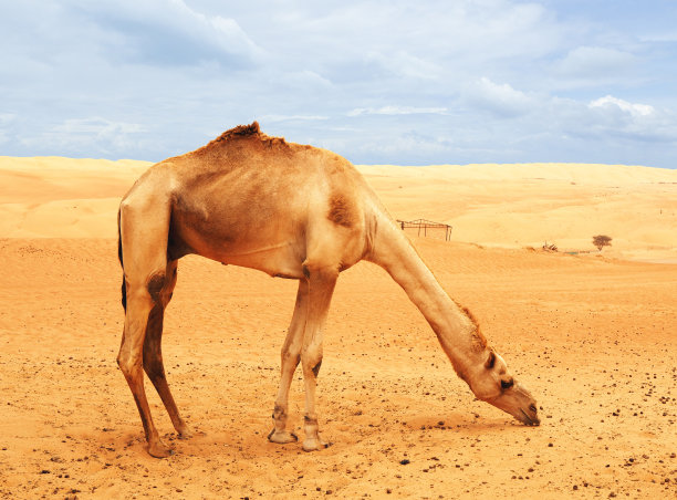 骆驼站在炎热的沙漠中图片下载