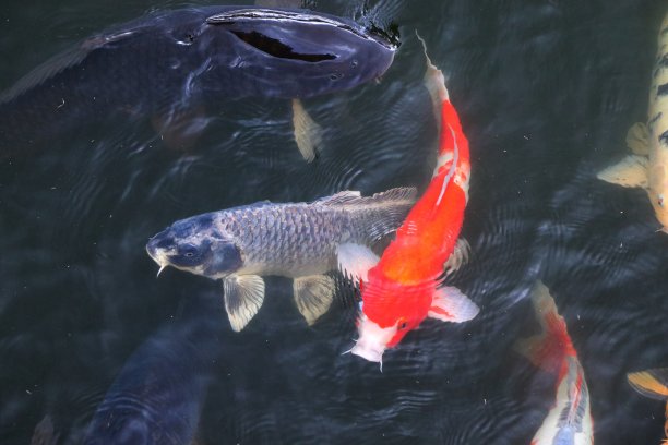 色彩斑斓的鲤鱼图片下载